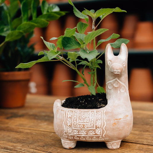 Llama Terracotta Planter