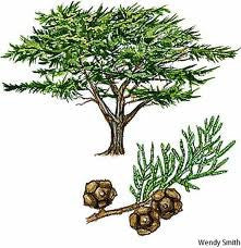 Essential Oil Blend Purifying (Cypress Lavender)