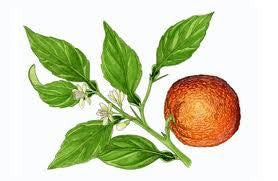 Essential Oil Blend Evening (Neroli Lemon)