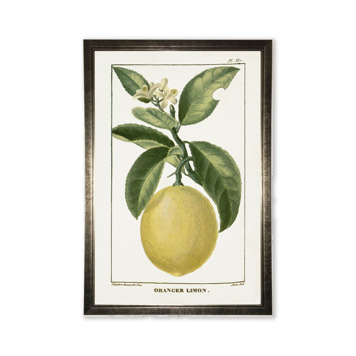 Lemon Plant in Silver Frame