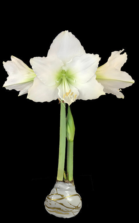 White Flower Gold Lacquer Splatter Base With 36+