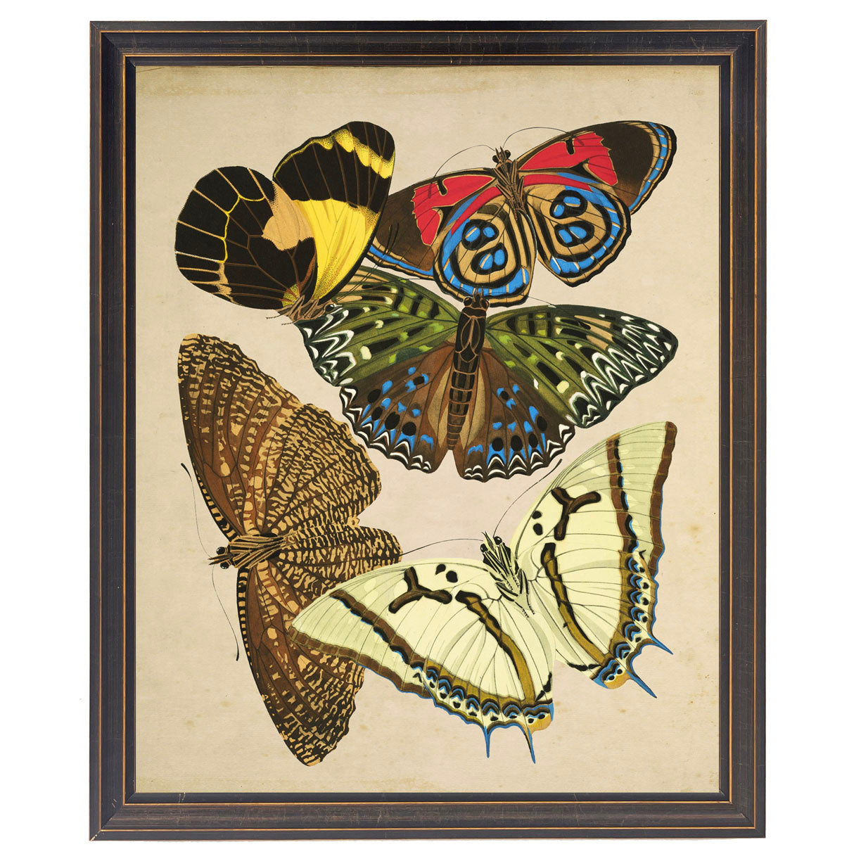 Multicolored Butterflies in Black and Gold Frame