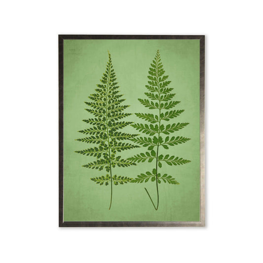 Ferns in Silver Frame