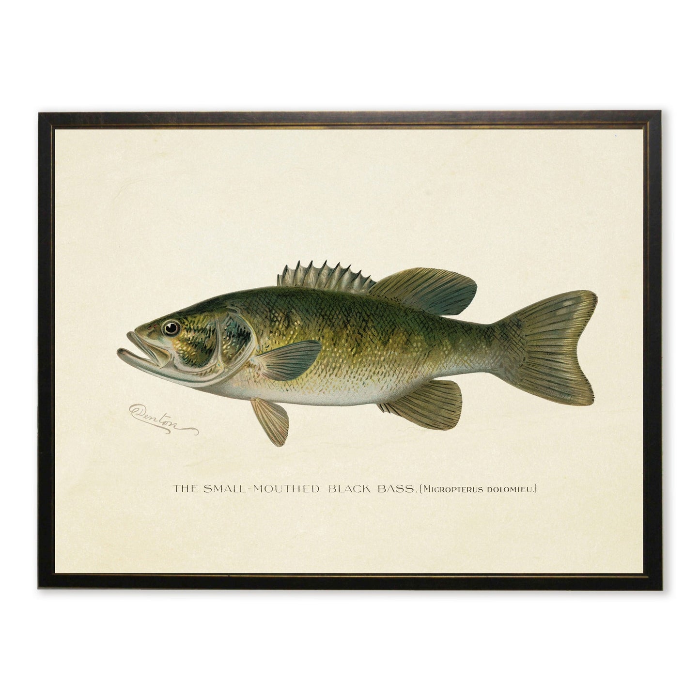 Small-Mouthed Black Bass Print in Copper and Black Frame