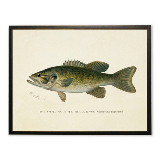 Small-Mouthed Black Bass Print in Copper and Black Frame
