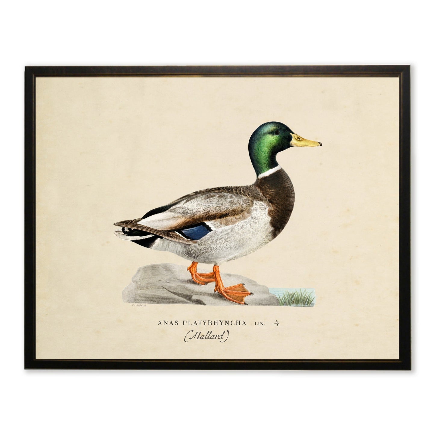 Mallard Print in Copper and Black Frame
