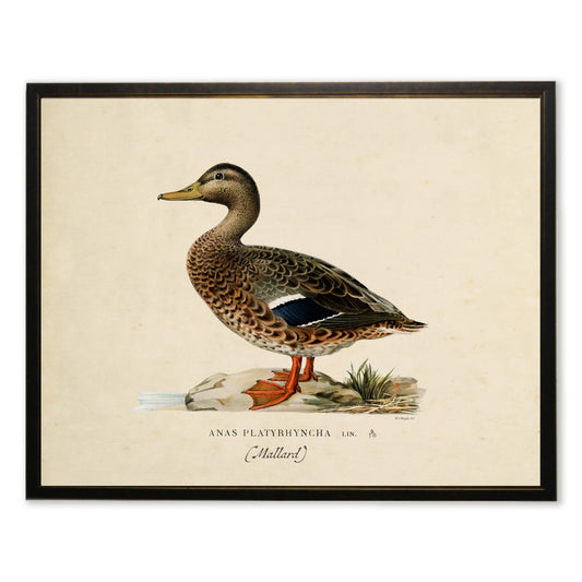 Mallard Print in Copper and Black Frame