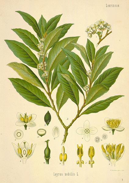Essential Oil - Bay Laurel
