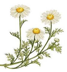 Essential Oil Blend Calming (Chamomile Bergamot)