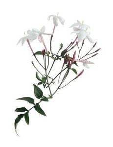 Essential Oil Blend Euphoric (Jasmine Mimosa)