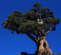 Essential Oil - Juniper