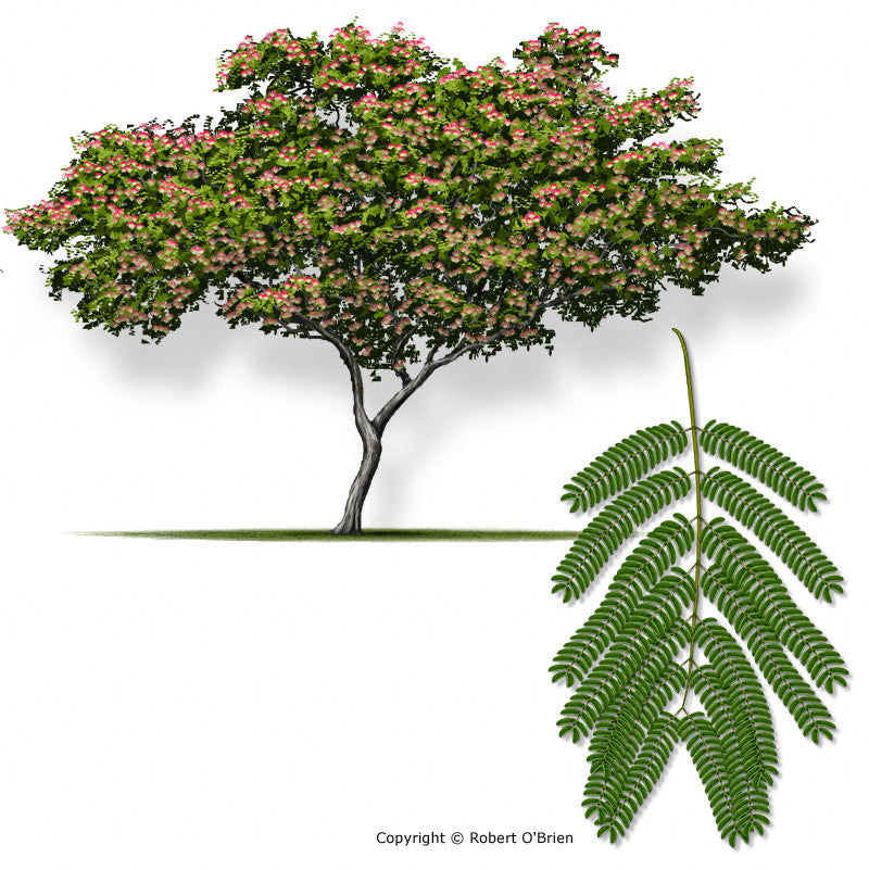 Essential Oil Blend Euphoric (Jasmine Mimosa)