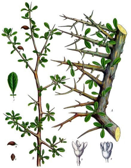 Essential Oil Blend Meditative (Sandalwood Myrrh)