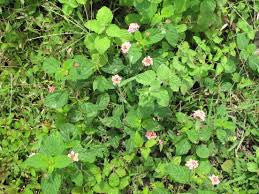 Essential Oil - Peppermint