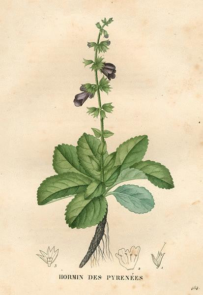 Essential Oil Blend Grounding (Lavender Sage)