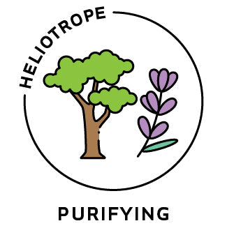 Essential Oil Blend Purifying (Cypress Lavender)