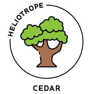 Essential Oil - Cedar