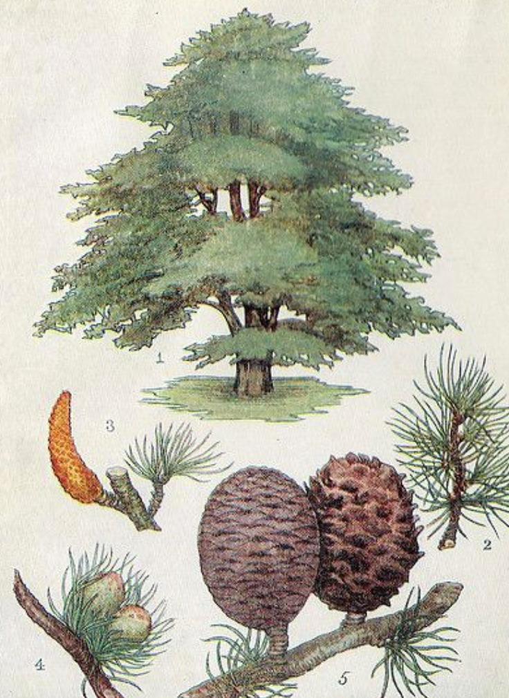 Essential Oil - Cedar