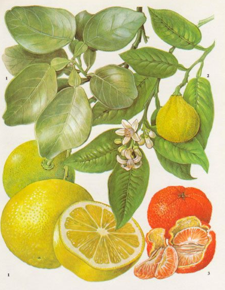 Essential Oil - Pink Grapefruit