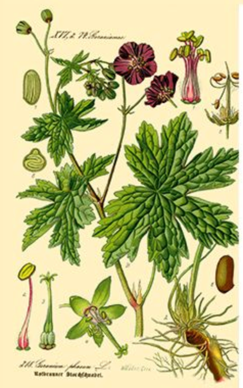 Essential Oil - Rose Geranium
