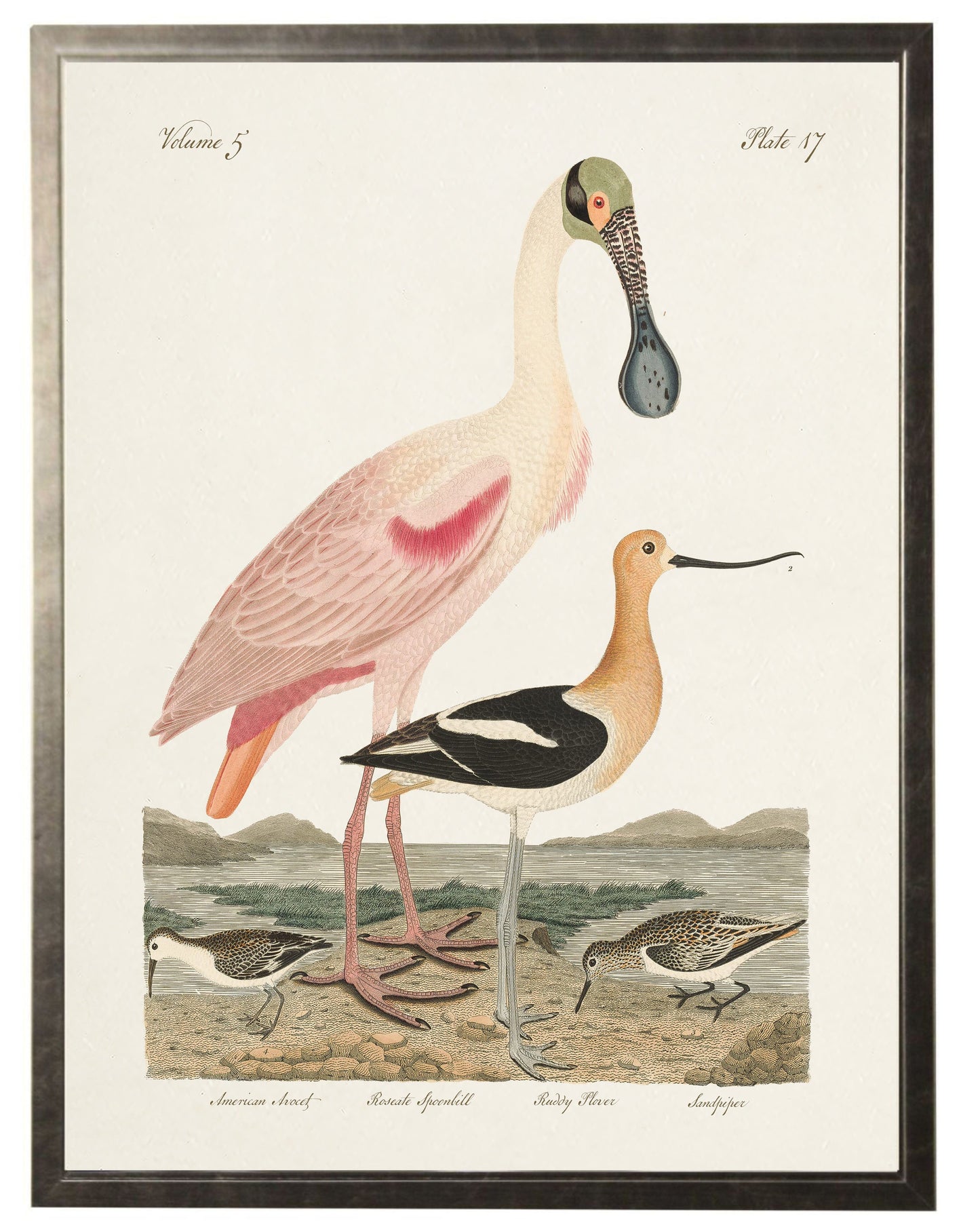 Spoonbill Birds in Silver Frame
