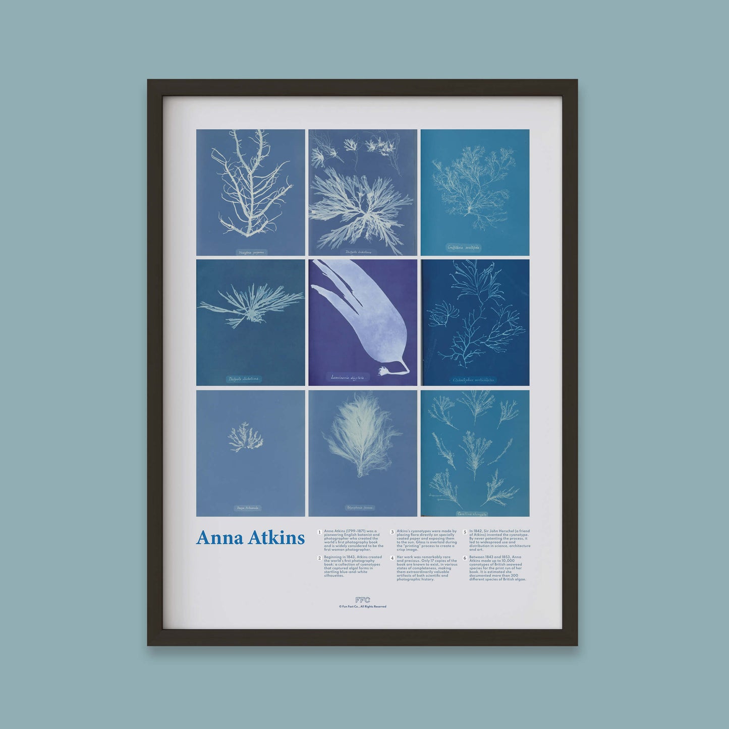 Anna Atkins Cyanotype Print