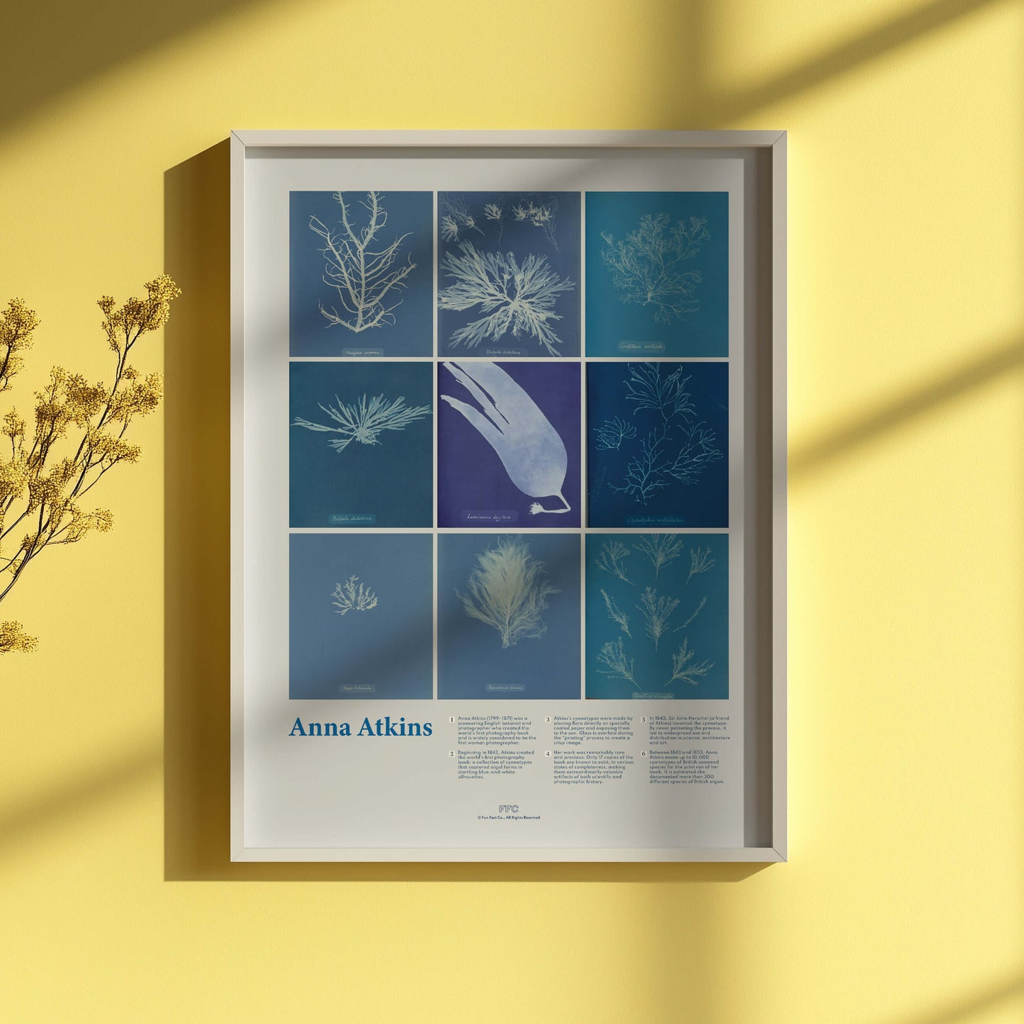 Anna Atkins Cyanotype Print