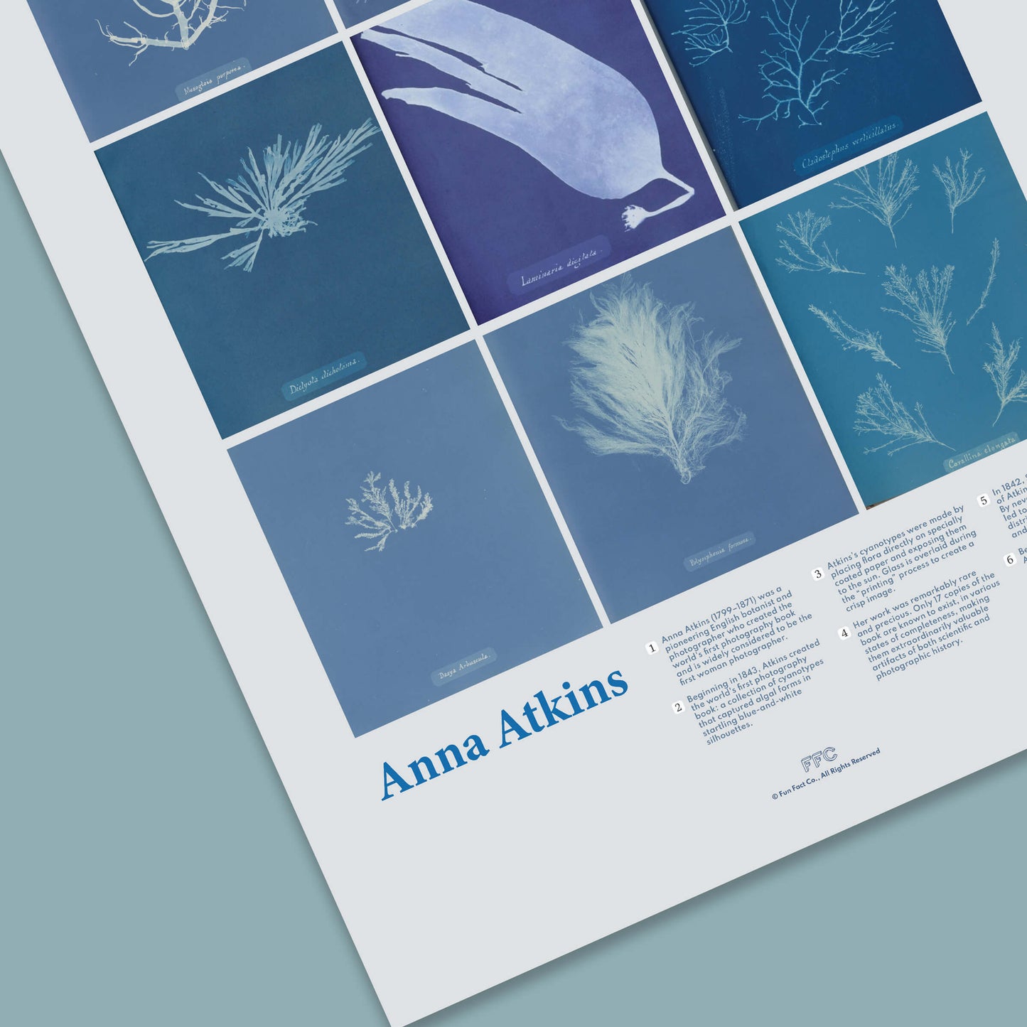 Anna Atkins Cyanotype Print