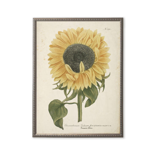 Sunflower in Silver-Beaded Frame
