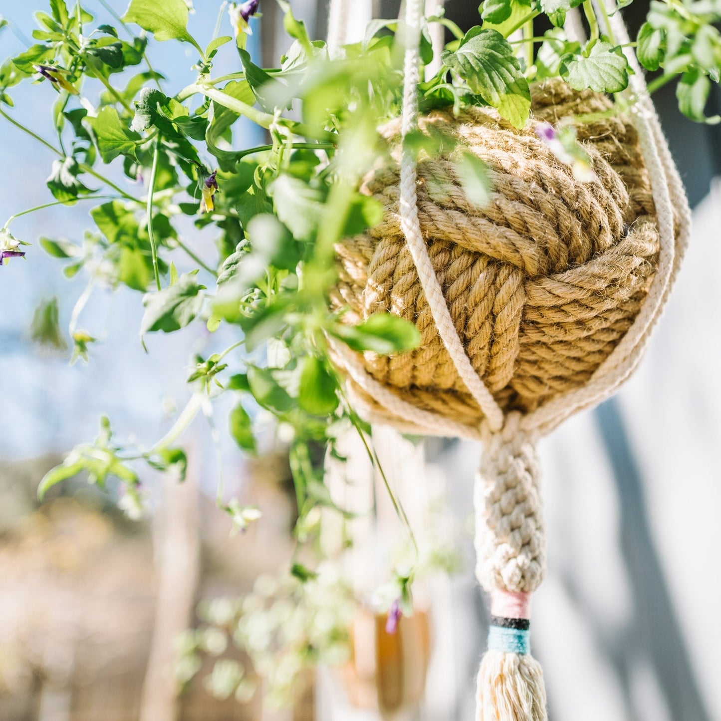 The Dignity Plant Hanger - Blush