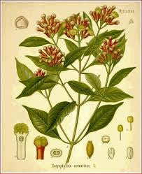 Essential Oil Blend Seductive (Rose Clove)