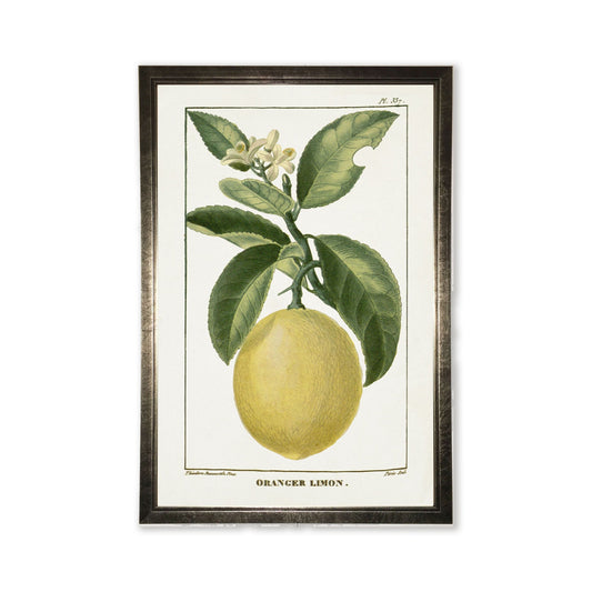 Lemon Plant in Silver Frame