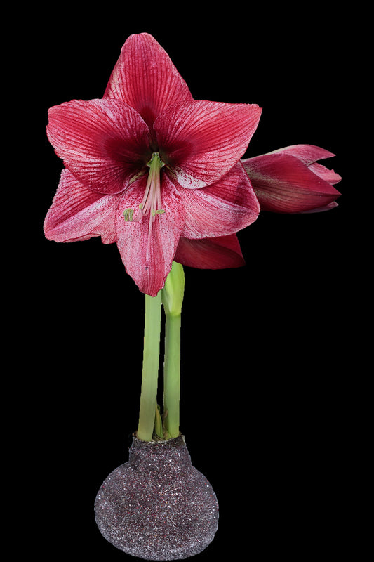 Revelation Silver/Red Glitter Base 36+