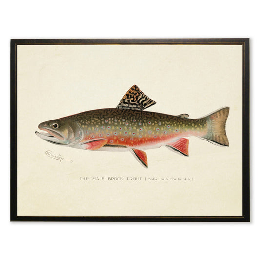 Male Brook Trout Print in Copper and Black Frame