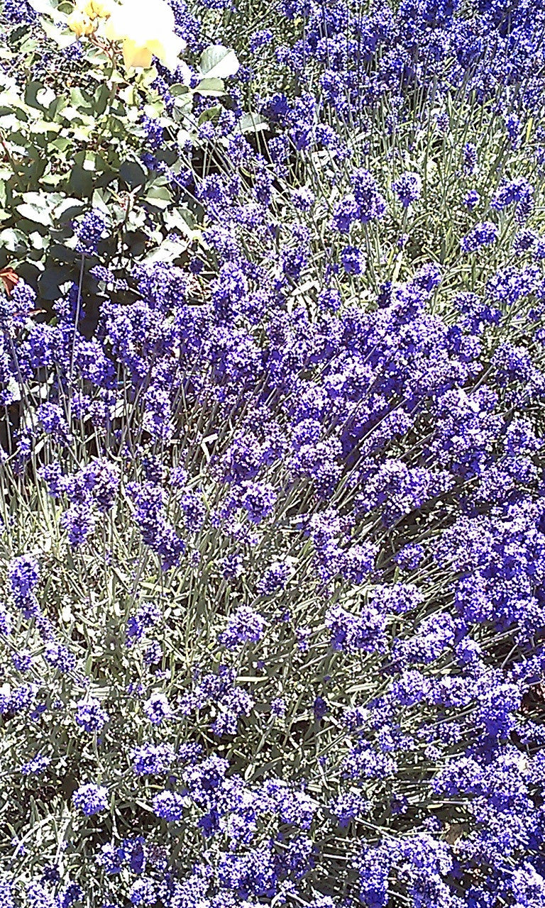 Essential Oil - Lavender