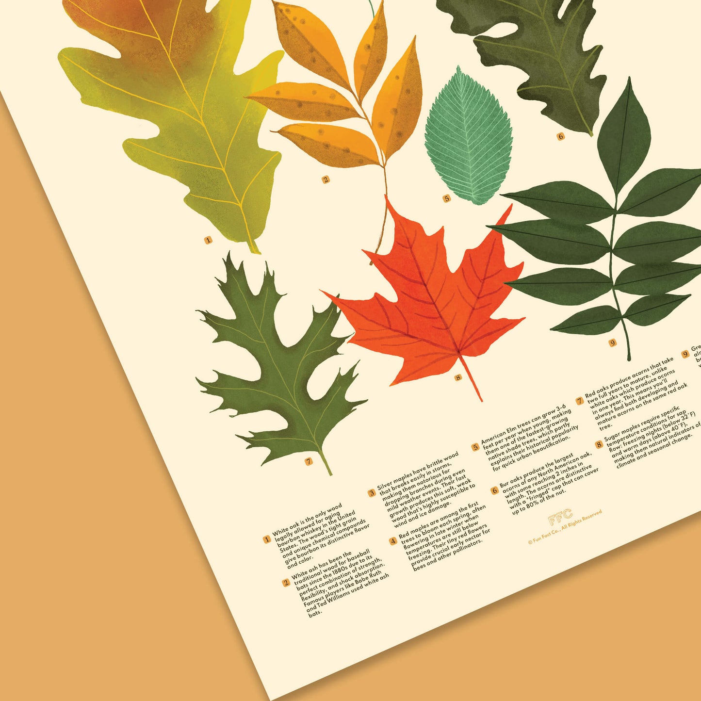 Trees of the Midwest Print